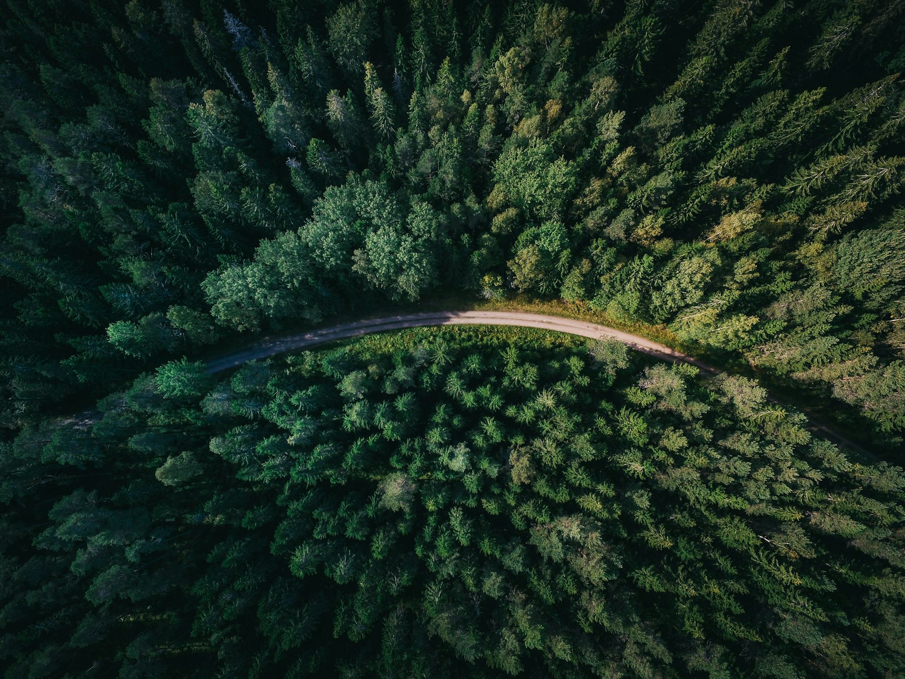 A calm forest path in soft morning light
